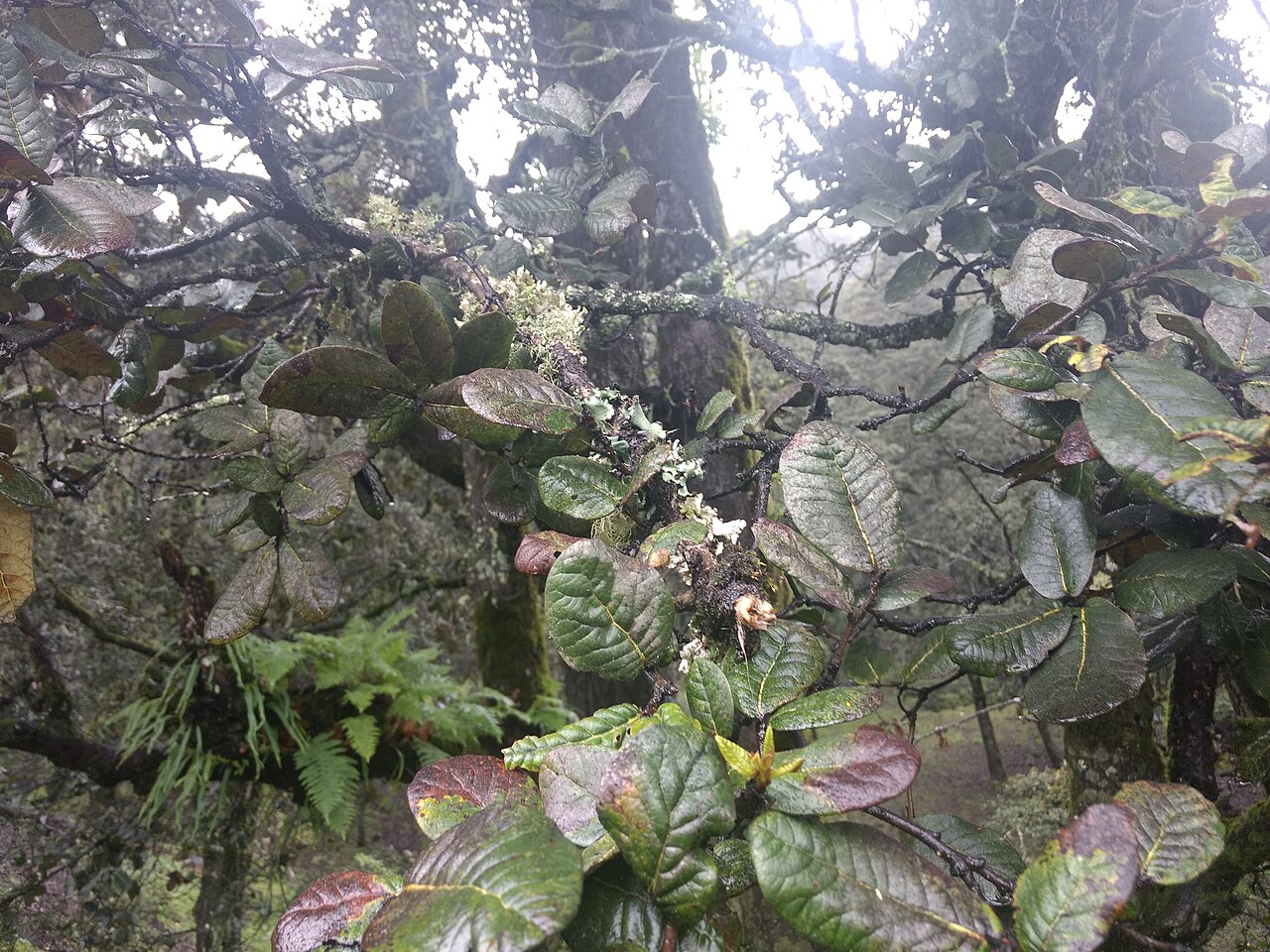 Quercus semecarpifolia: Quercus semecarpifolia better known as Kharsu or Brown oak (the guide was calling it Goilden Oak as well) seen in Auli Uttarakhand. There was a full forest of t
