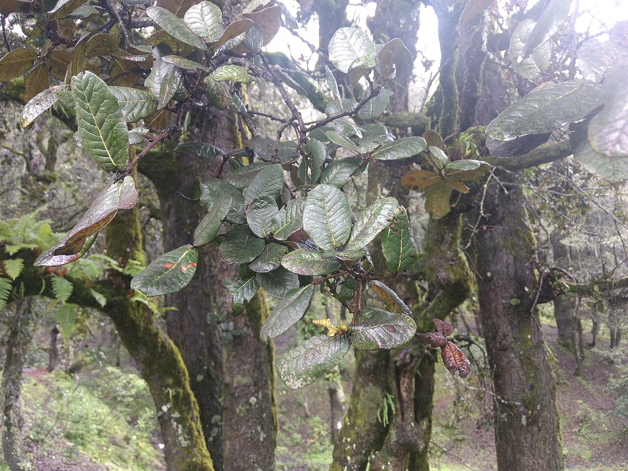 Quercus semecarpifolia: Quercus semecarpifolia better known as Kharsu or Brown oak (the guide was calling it Goilden Oak as well) seen in Auli Uttarakhand. There was a full forest of t