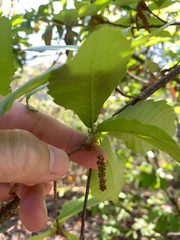 Bao li (Quercus serrata)