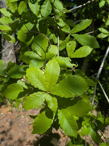 Bao li (Quercus serrata)