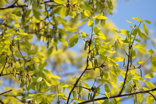 Bao li (Quercus serrata)