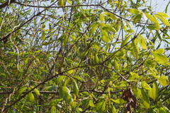 Bao li (Quercus serrata)