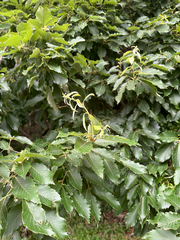 Bao li (Quercus serrata)