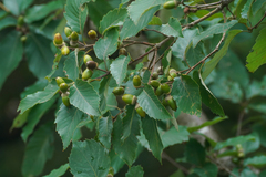 Bao li (Quercus serrata)