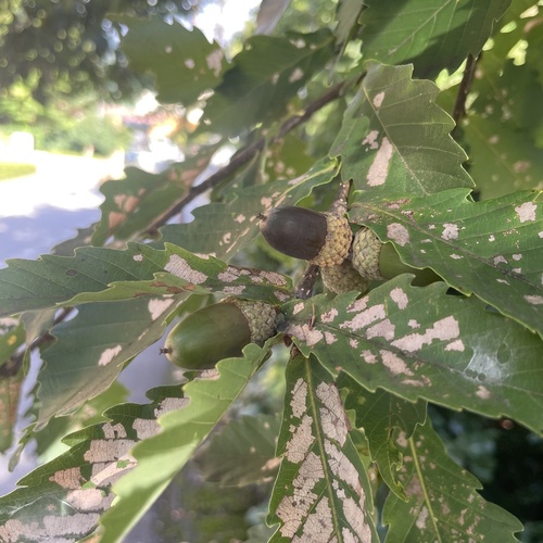 Bao li (Quercus serrata)