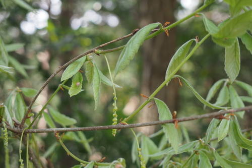 Bao li (Quercus serrata)