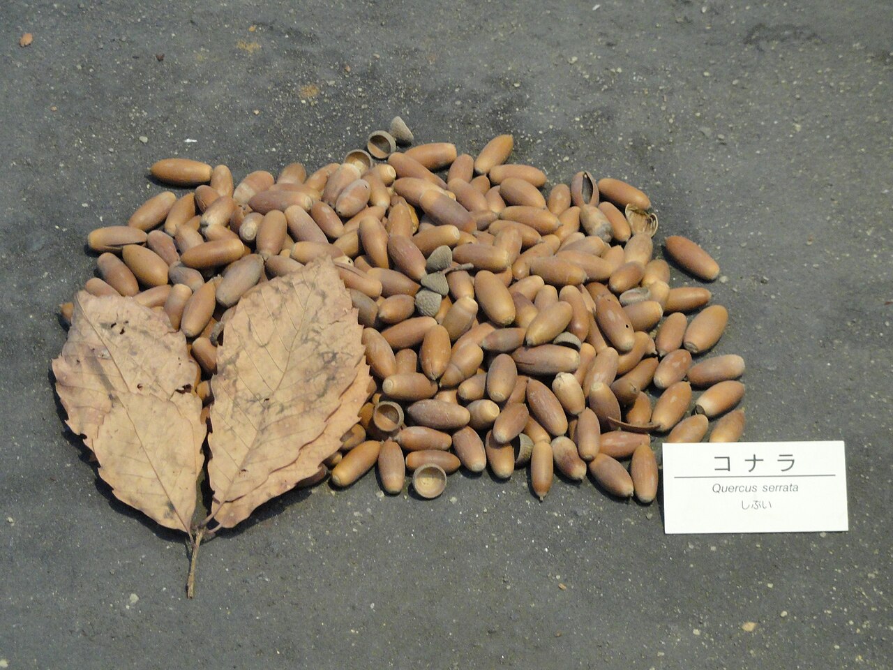 Bao li: Exhibit in the Osaka Museum of Natural History, Osaka, Japan. Photography was permitted in the museum without restriction.