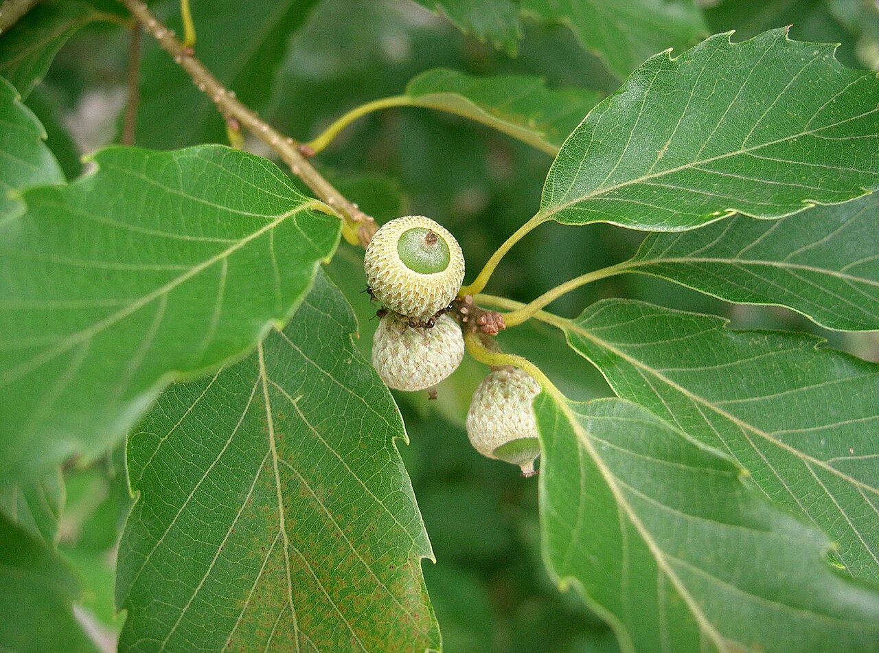 Bao li: Quercus serrata