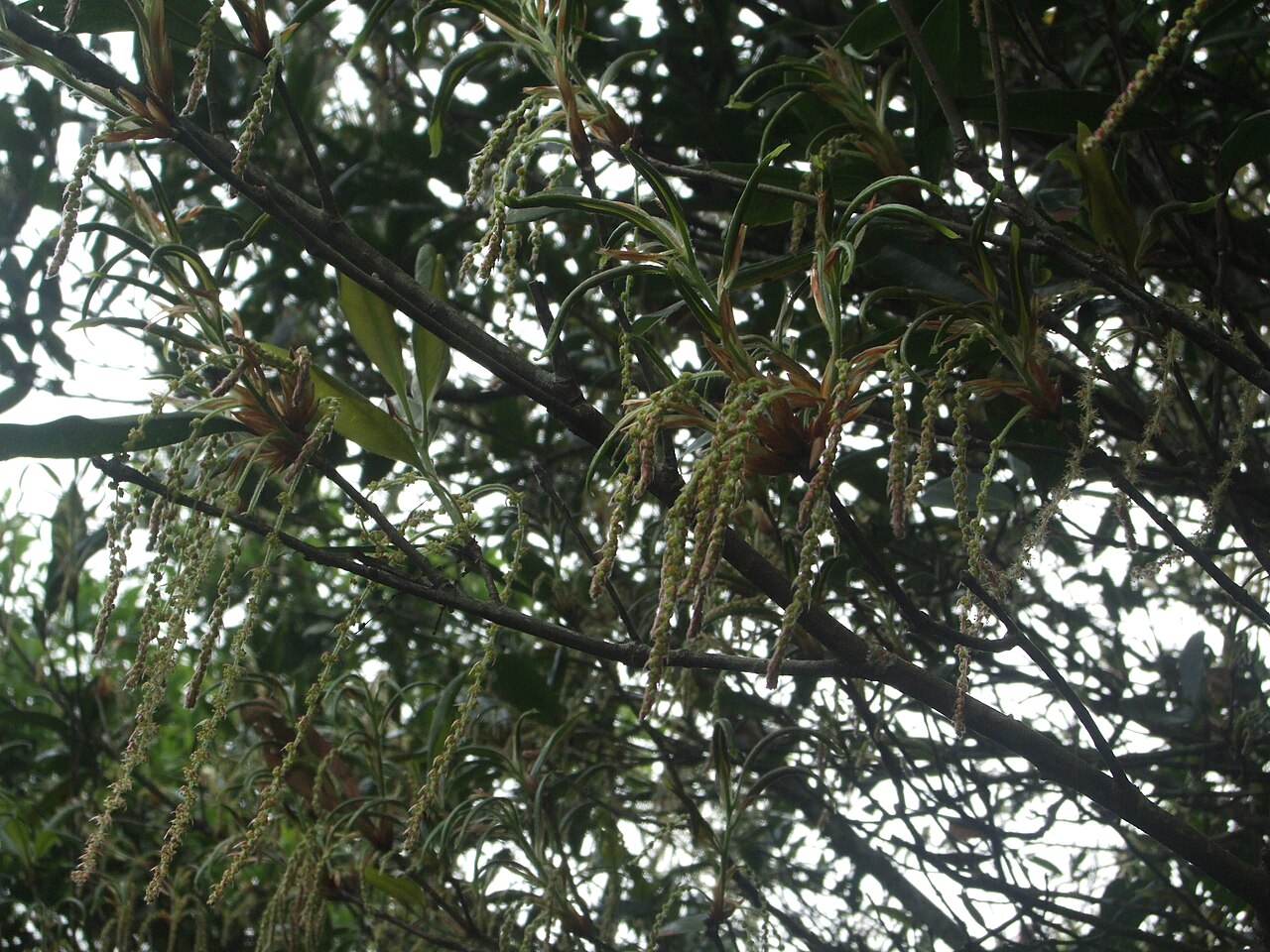 Quercus sessilifolia: 毽子櫟 < 櫟屬 < 殼斗科 Oak