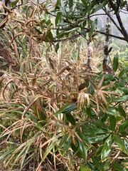 Quercus sessilifolia (Quercus sessilifolia)