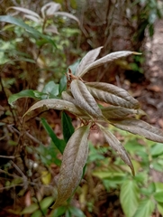 Quercus sessilifolia (Quercus sessilifolia)