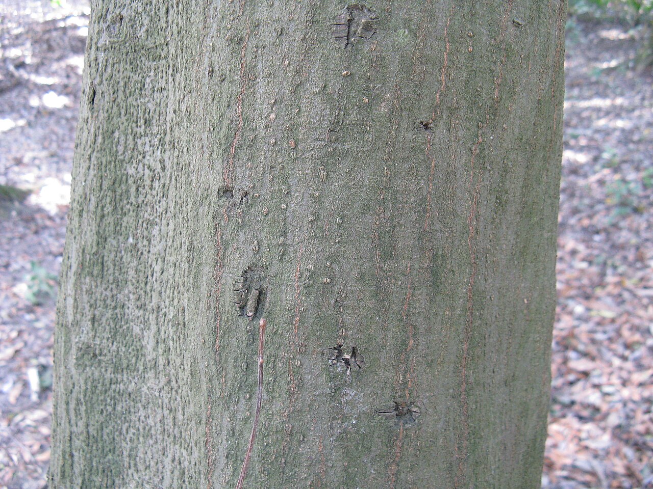 Quercus sessilifolia: Quercus sessilifolia