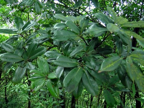 Quercus sessilifolia: 毽子櫟/葉革質,葉緣向後反捲,托葉要掉不掉的樣子。