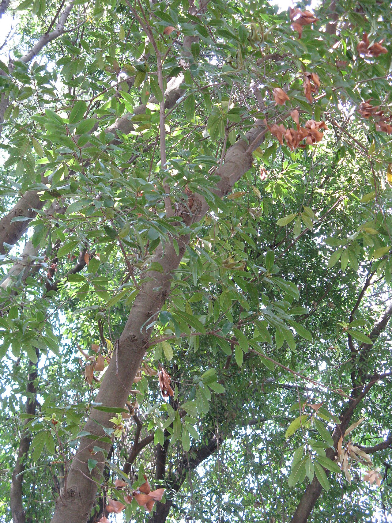 Quercus sessilifolia: Quercus sessilifolia