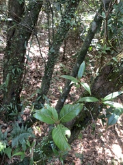 Quercus sessilifolia (Quercus sessilifolia)