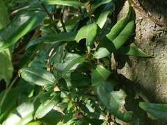 Quercus sessilifolia (Quercus sessilifolia)
