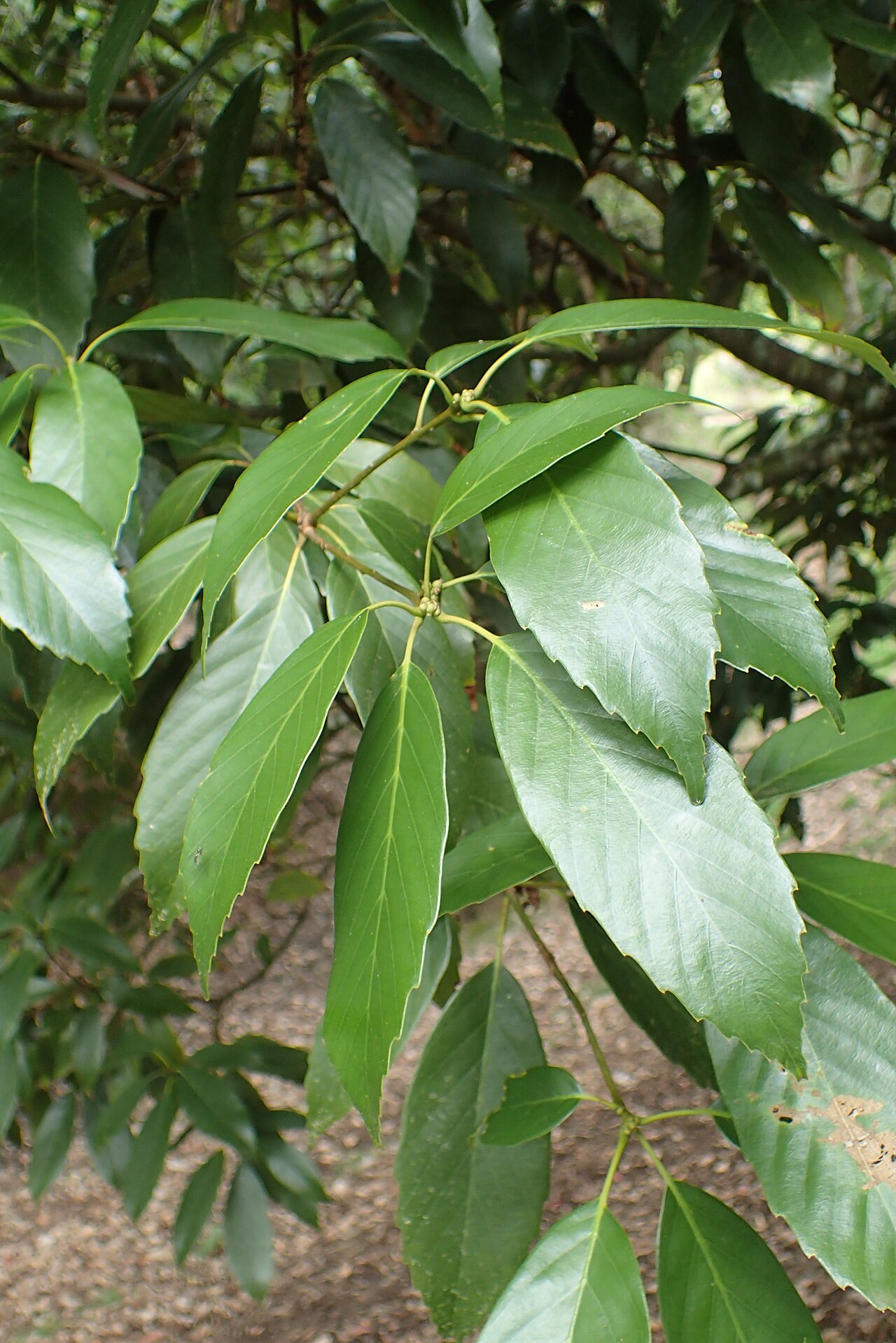 Quercus sessilifolia: Quercus sessilifolia in Hackfalls Arboretum, Hawkes's Bay, NZ