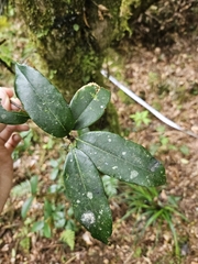 Quercus sessilifolia (Quercus sessilifolia)