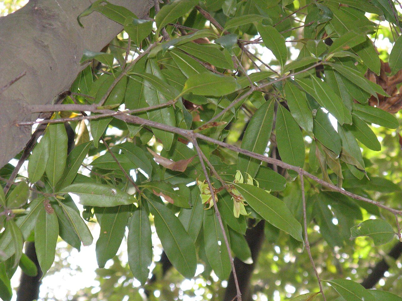 Quercus sessilifolia: Quercus sessilifolia