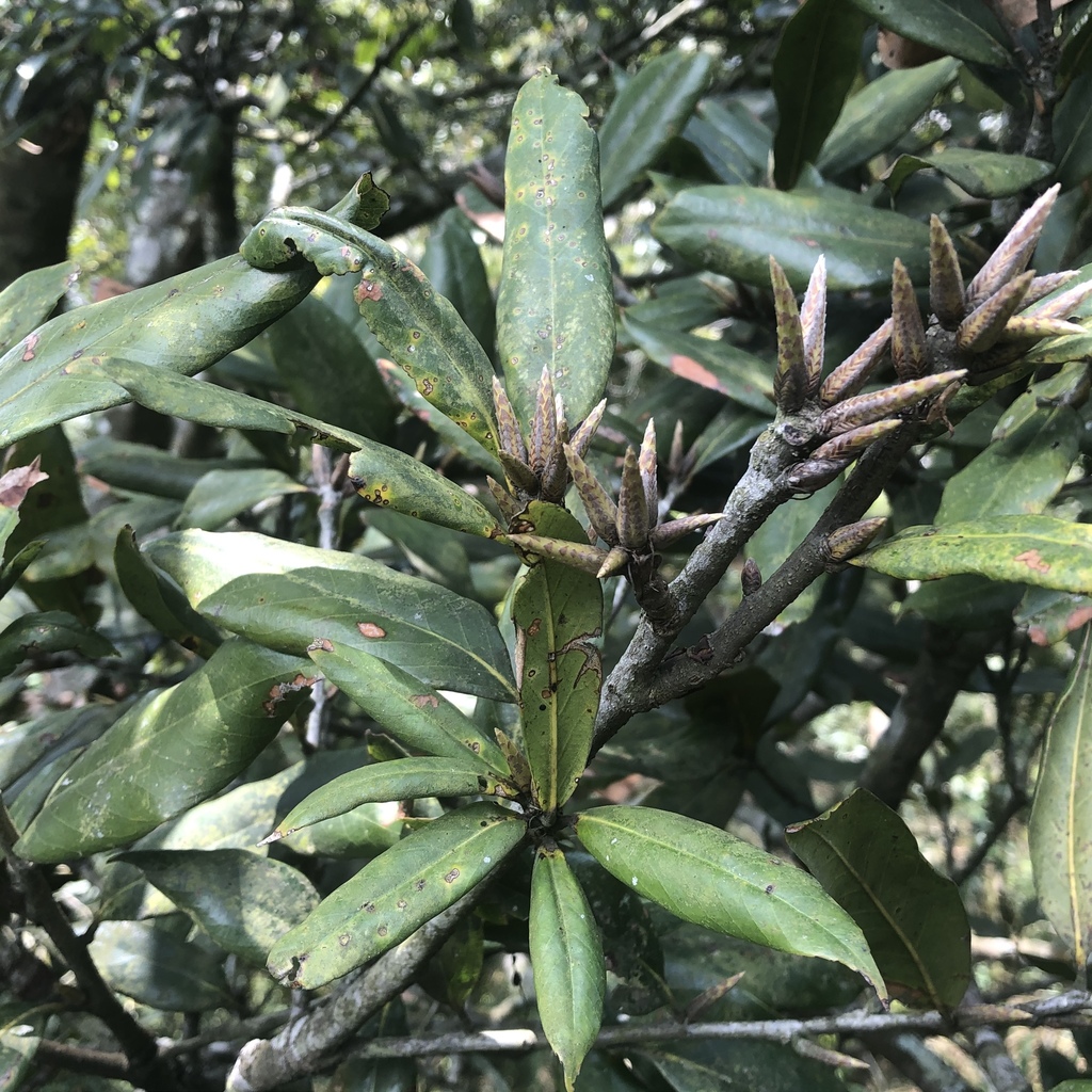 Quercus sessilifolia (Quercus sessilifolia)