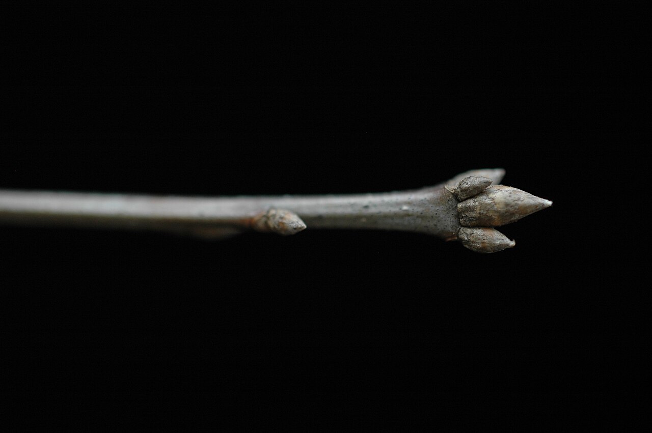 Shumard oak: Quercus shumardii