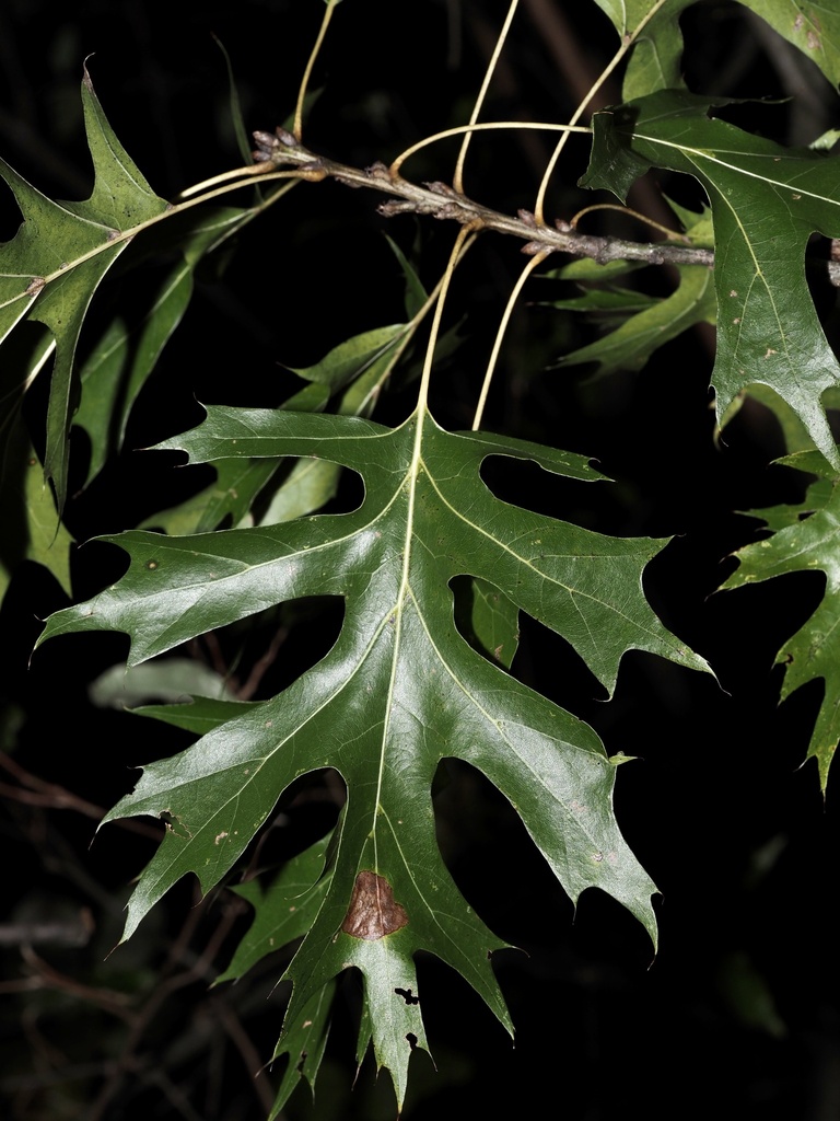 Shumard oak (Quercus shumardii)