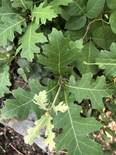 Shumard oak (Quercus shumardii)