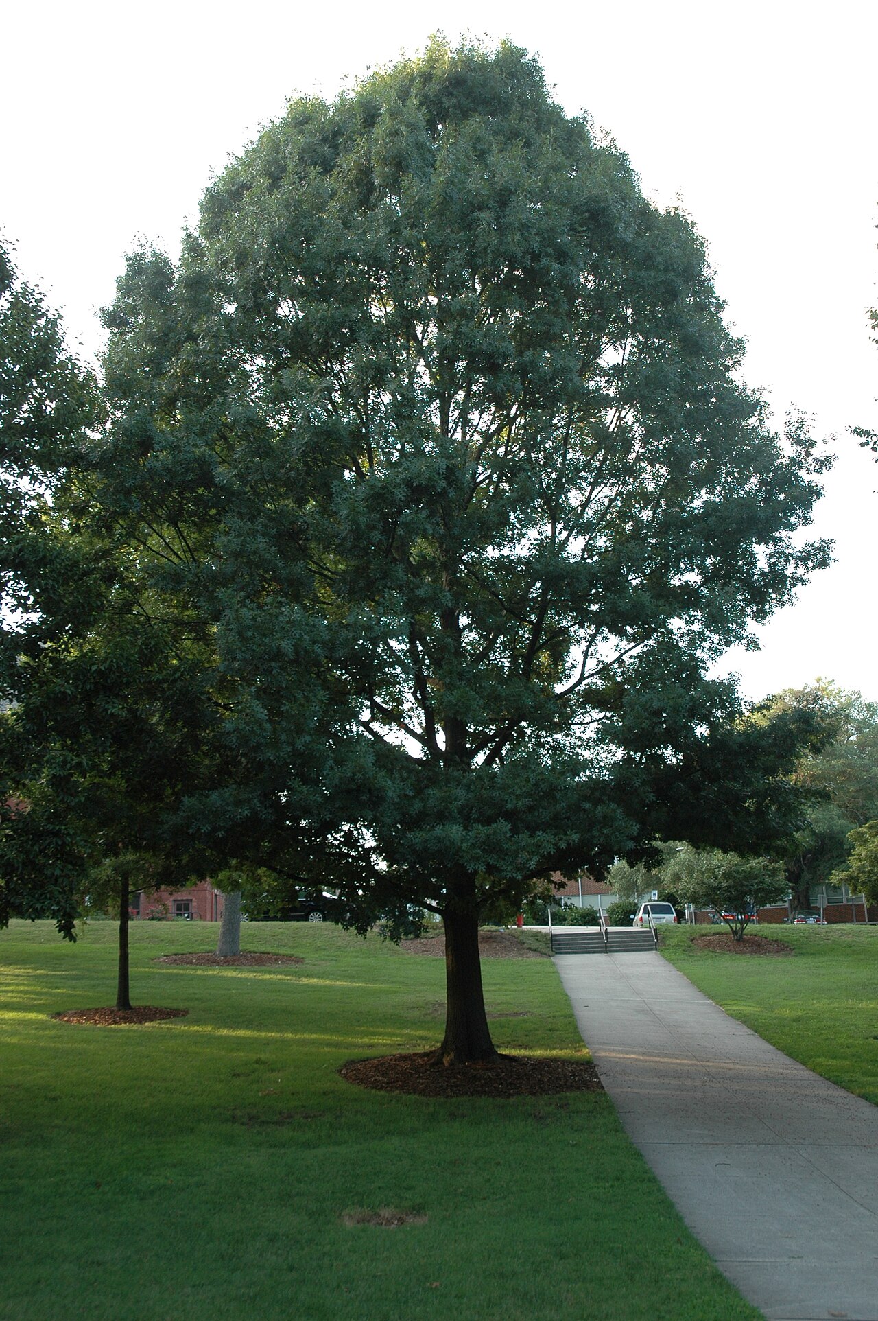 Shumard oak: Quercus shumardii