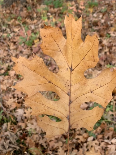 Shumard oak (Quercus shumardii)