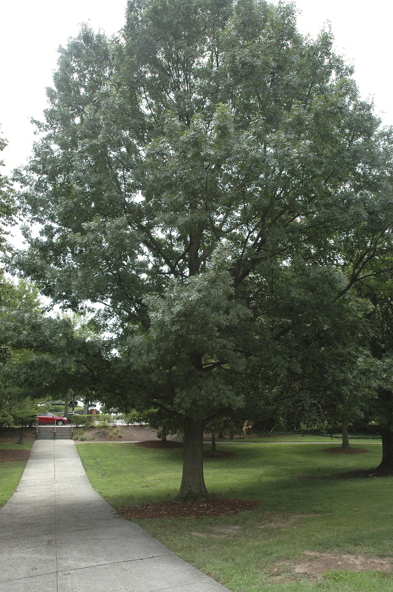 Shumard oak: Quercus shumardii