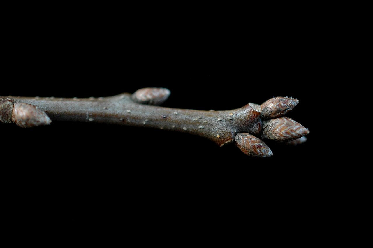 Shumard oak: Quercus shumardii