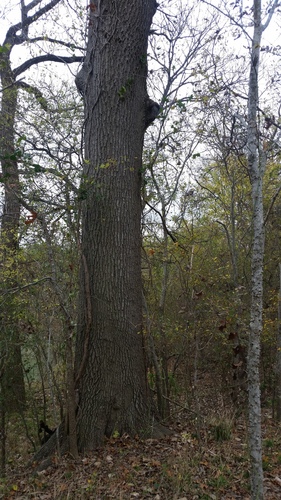 Shumard oak (Quercus shumardii)
