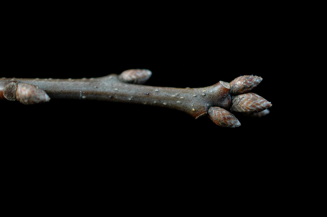Shumard oak: Quercus shumardii