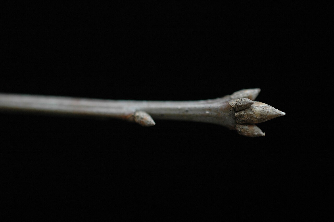 Shumard oak: Quercus shumardii