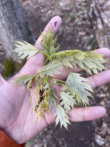 Shumard oak (Quercus shumardii)