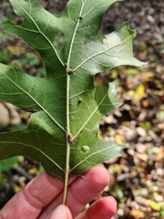 Shumard oak (Quercus shumardii)