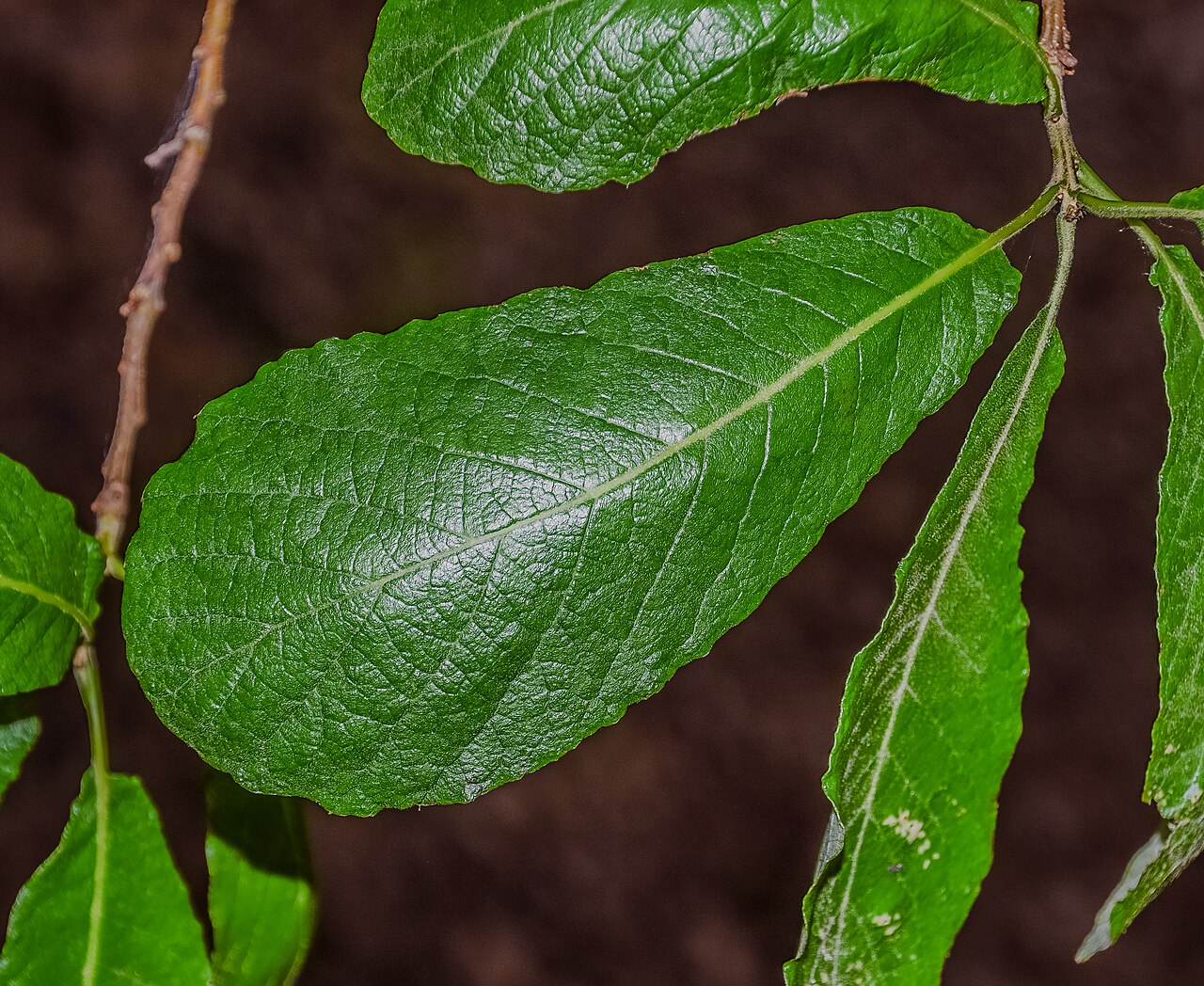 Santa Rosa oak: Quercus sideroxyla in Hackfalls Arboretum , Gisborne Region, New Zealand