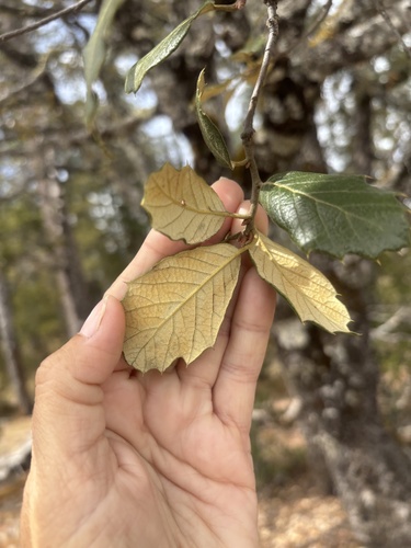 Santa Rosa oak (Quercus sideroxyla)