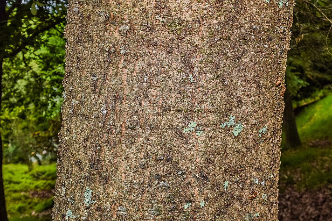 Santa Rosa oak: Quercus sideroxyla in Hackfalls Arboretum , Gisborne Region, New Zealand