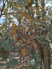 Santa Rosa oak (Quercus sideroxyla)
