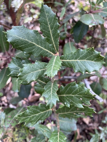 Santa Rosa oak (Quercus sideroxyla)