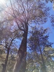 Santa Rosa oak (Quercus sideroxyla)
