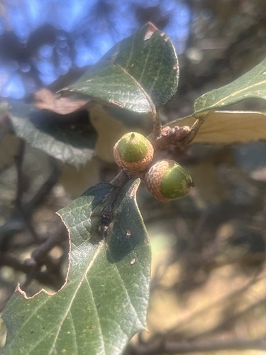 Santa Rosa oak (Quercus sideroxyla)