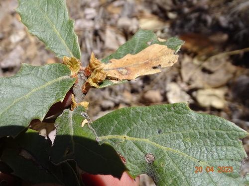Santa Rosa oak (Quercus sideroxyla)