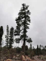 Santa Rosa oak (Quercus sideroxyla)