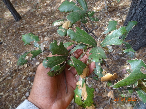 Santa Rosa oak (Quercus sideroxyla)
