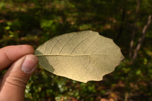 Santa Rosa oak (Quercus sideroxyla)
