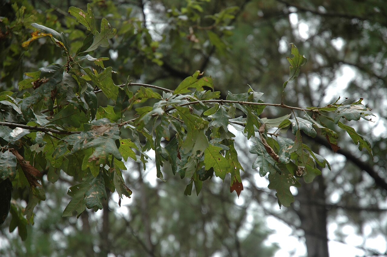 Bottomland post oak: Quercus similis