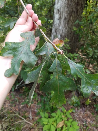 Bottomland post oak (Quercus similis)