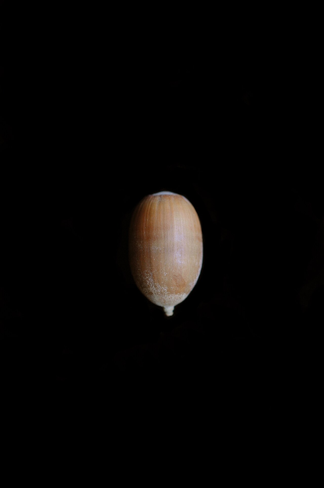 Bottomland post oak: Quercus similis-Acorn_UNC_83962_c
